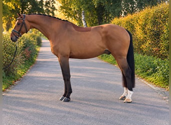 KWPN, Caballo castrado, 7 años, 170 cm, Castaño