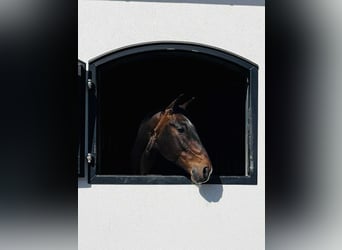 KWPN, Caballo castrado, 7 años, 170 cm, Castaño