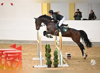 KWPN, Caballo castrado, 7 años, 170 cm, Castaño