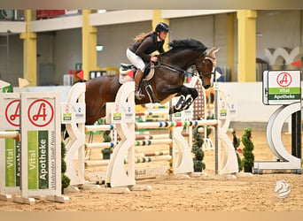 KWPN, Caballo castrado, 7 años, 170 cm, Castaño
