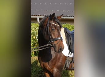 KWPN, Caballo castrado, 7 años, 170 cm, Morcillo