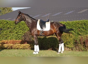 KWPN, Caballo castrado, 7 años, 170 cm, Morcillo