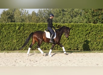 KWPN, Caballo castrado, 7 años, 170 cm, Morcillo