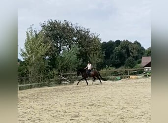 KWPN, Caballo castrado, 7 años, 171 cm, Castaño