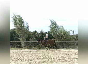 KWPN, Caballo castrado, 7 años, 171 cm, Castaño