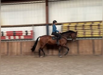 KWPN, Caballo castrado, 7 años, 171 cm, Castaño