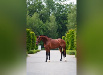 KWPN, Caballo castrado, 7 años, 171 cm, Castaño
