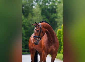 KWPN, Caballo castrado, 7 años, 171 cm, Castaño