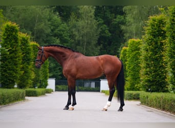 KWPN, Caballo castrado, 7 años, 171 cm, Castaño