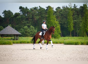 KWPN, Caballo castrado, 7 años, 171 cm, Castaño