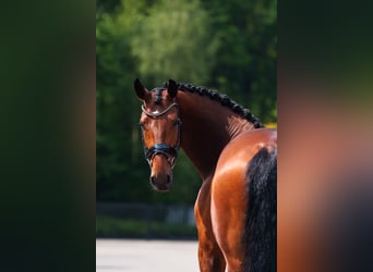 KWPN, Caballo castrado, 7 años, 171 cm, Castaño