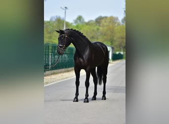 KWPN, Caballo castrado, 7 años, 171 cm, Morcillo