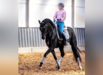 KWPN, Caballo castrado, 7 años, 171 cm, Negro