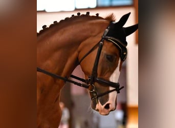 KWPN, Caballo castrado, 7 años, 172 cm, Alazán