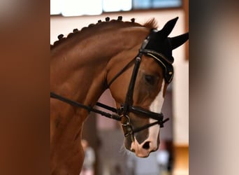 KWPN, Caballo castrado, 7 años, 172 cm, Alazán