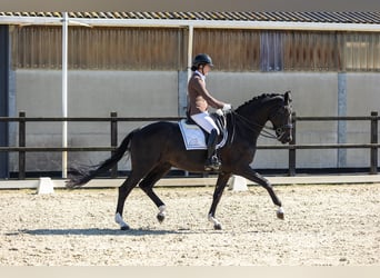 KWPN, Caballo castrado, 7 años, 172 cm