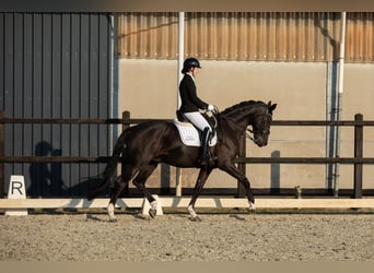 KWPN, Caballo castrado, 7 años, 172 cm