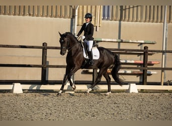 KWPN, Caballo castrado, 7 años, 172 cm