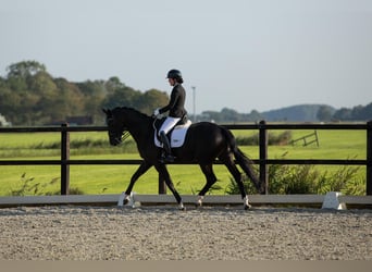 KWPN, Caballo castrado, 7 años, 172 cm