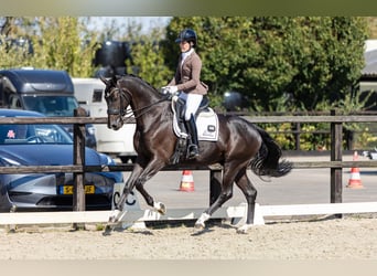 KWPN, Caballo castrado, 7 años, 172 cm