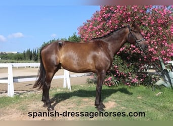 KWPN, Caballo castrado, 7 años, 172 cm, Castaño oscuro