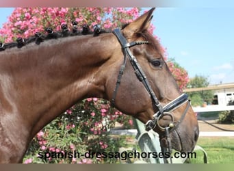 KWPN, Caballo castrado, 7 años, 172 cm, Castaño oscuro