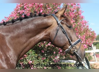 KWPN, Caballo castrado, 7 años, 172 cm, Castaño oscuro