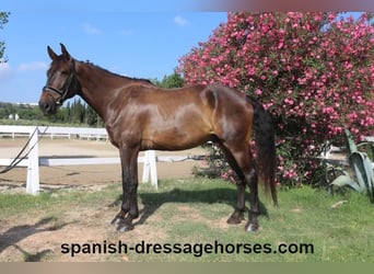 KWPN, Caballo castrado, 7 años, 172 cm, Castaño oscuro