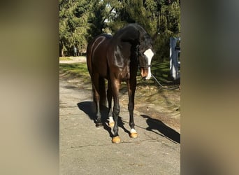 KWPN, Caballo castrado, 7 años, 172 cm, Castaño oscuro