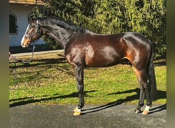 KWPN, Caballo castrado, 7 años, 172 cm, Castaño oscuro