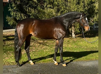 KWPN, Caballo castrado, 7 años, 172 cm, Castaño oscuro