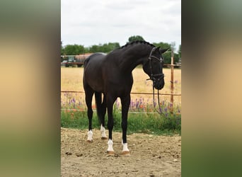KWPN, Caballo castrado, 7 años, 172 cm, Castaño oscuro