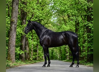 KWPN, Caballo castrado, 7 años, 172 cm, Negro