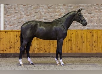 KWPN, Caballo castrado, 7 años, 172 cm, Negro