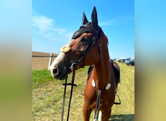 KWPN, Caballo castrado, 7 años, 173 cm, Alazán