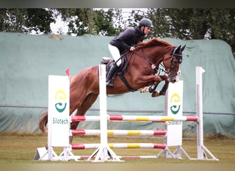 KWPN, Caballo castrado, 7 años, 173 cm, Alazán