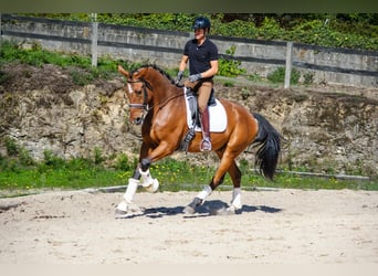 KWPN, Caballo castrado, 7 años, 173 cm, Castaño oscuro