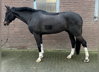 KWPN, Caballo castrado, 7 años, 173 cm, Negro