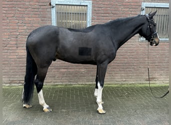 KWPN, Caballo castrado, 7 años, 173 cm, Negro