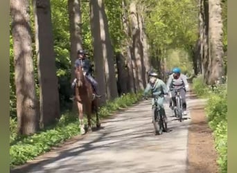 KWPN, Caballo castrado, 7 años, 174 cm, Alazán