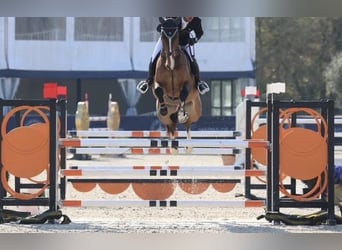 KWPN, Caballo castrado, 7 años, 174 cm