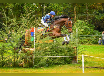 KWPN, Caballo castrado, 7 años, 174 cm, Castaño