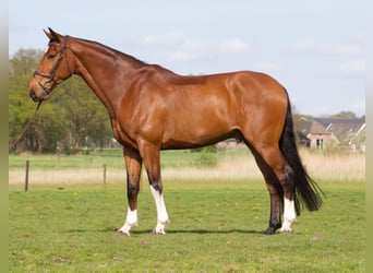 KWPN, Caballo castrado, 7 años, 174 cm, Castaño