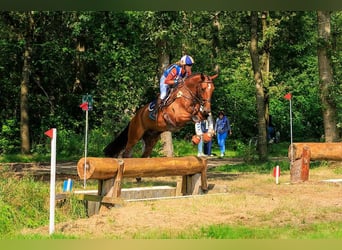 KWPN, Caballo castrado, 7 años, 174 cm, Castaño