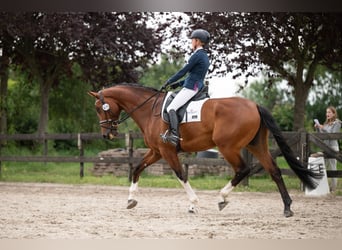 KWPN, Caballo castrado, 7 años, 174 cm, Castaño