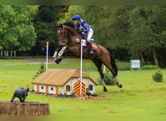 KWPN, Caballo castrado, 7 años, 174 cm, Castaño