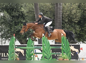 KWPN, Caballo castrado, 7 años, 174 cm, Castaño
