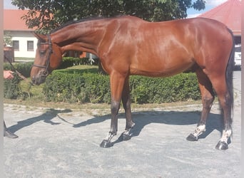KWPN, Caballo castrado, 7 años, 174 cm, Castaño