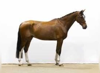 KWPN, Caballo castrado, 7 años, 174 cm, Castaño