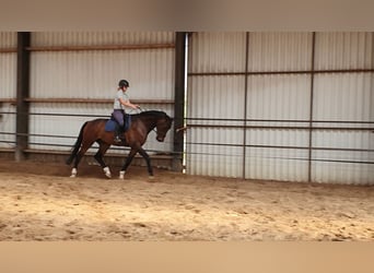 KWPN, Caballo castrado, 7 años, 175 cm, Castaño